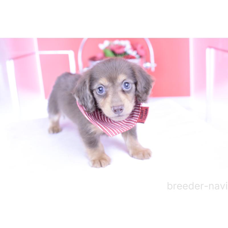 成約済の愛知県のカニンヘンダックスフンド(ロングヘアード)-416356の11枚目