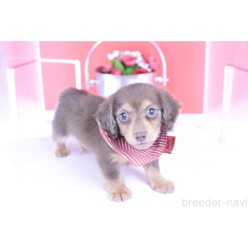 成約済の愛知県のカニンヘンダックスフンド(ロングヘアード)-416356の10枚目