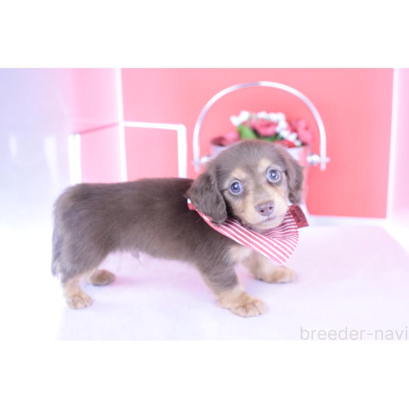 成約済の愛知県のカニンヘンダックスフンド(ロングヘアード)-416356の9枚目