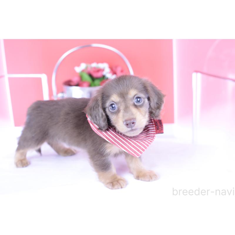 成約済の愛知県のカニンヘンダックスフンド(ロングヘアード)-416356の6枚目