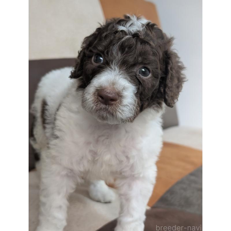 成約済の香川県のスタンダードプードル-418399の2枚目