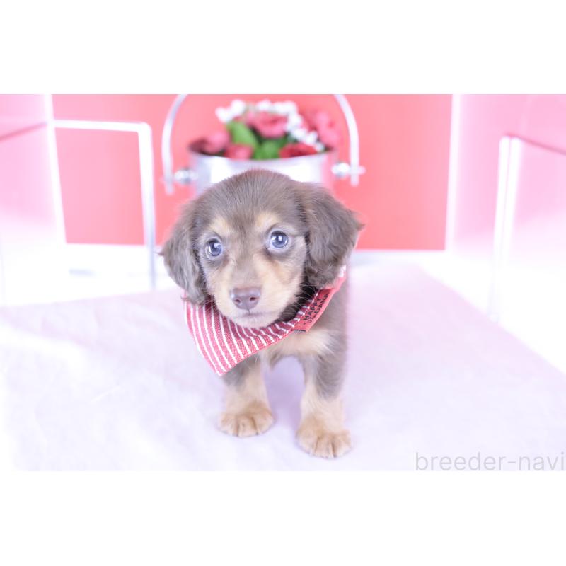 成約済の愛知県のカニンヘンダックスフンド(ロングヘアード)-416356の5枚目