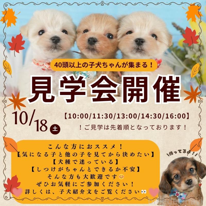 成約済の静岡県のチワワ(ロングコート)-411124の3枚目