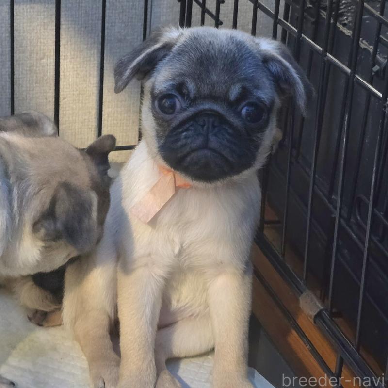 成約済の岡山県のパグ-398042の6枚目