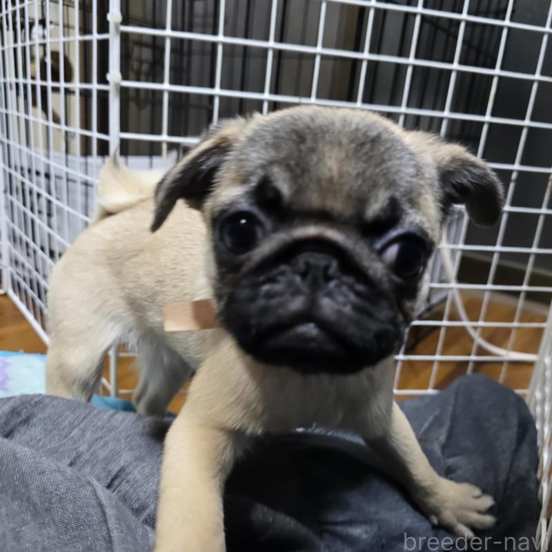 成約済の岡山県のパグ-398042の5枚目