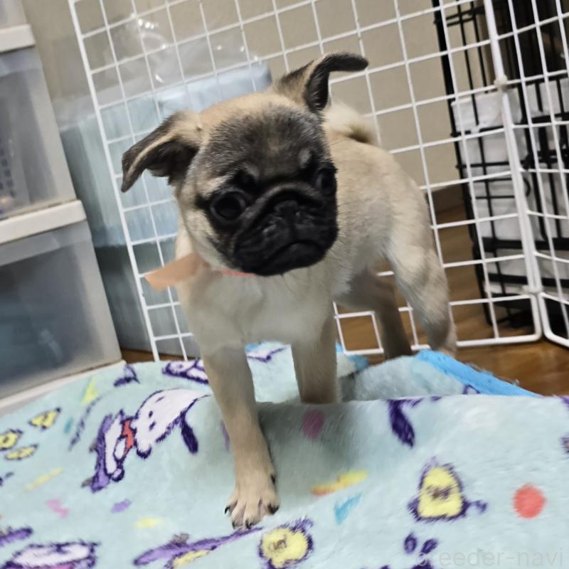 成約済の岡山県のパグ-398042の4枚目