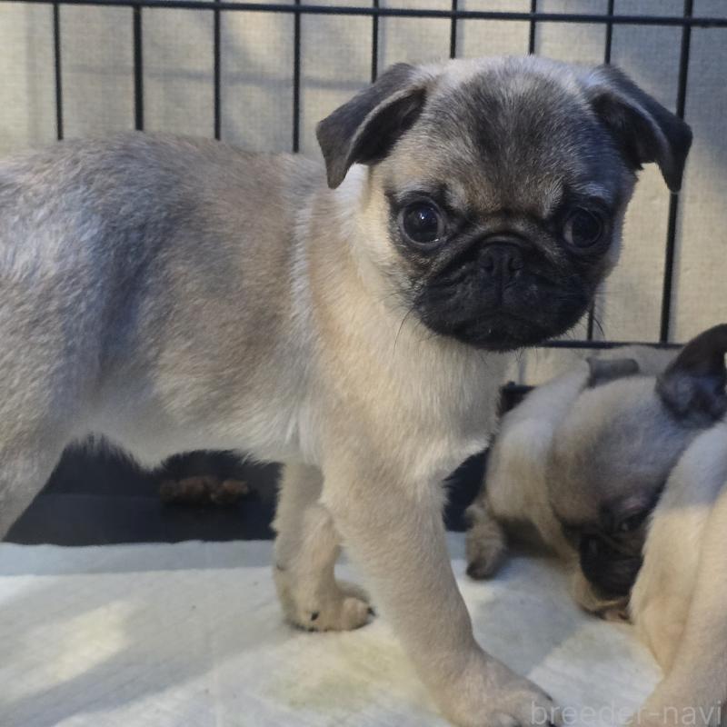 成約済の岡山県のパグ-398043の7枚目