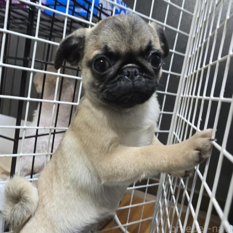 成約済の岡山県のパグ-398043の6枚目