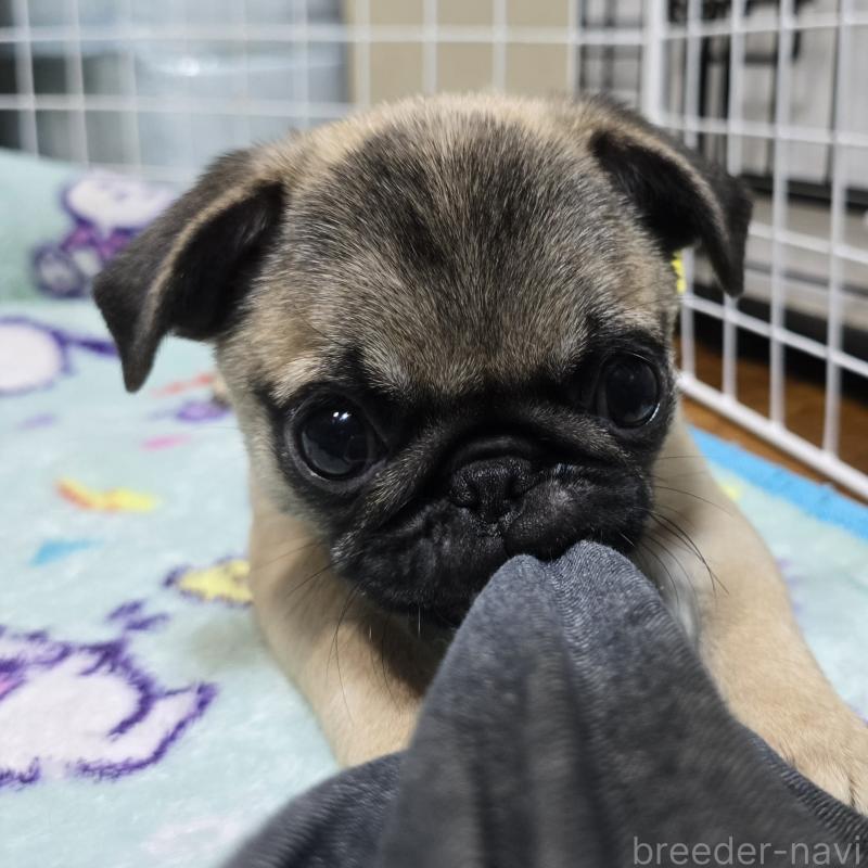 成約済の岡山県のパグ-398043の5枚目