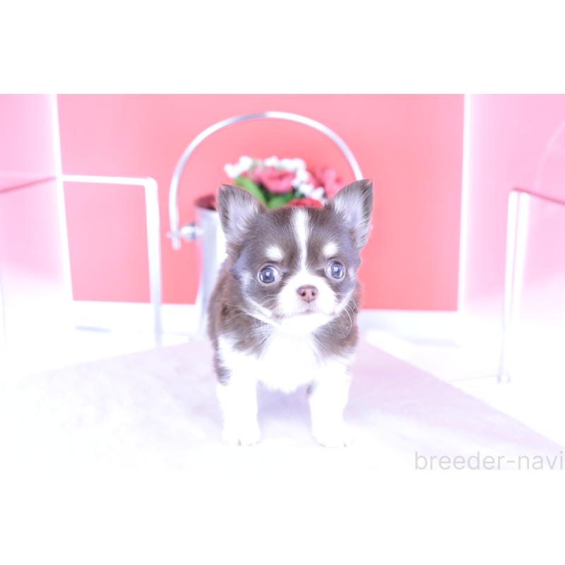 成約済の愛知県のチワワ(ロングコート)-416350の8枚目