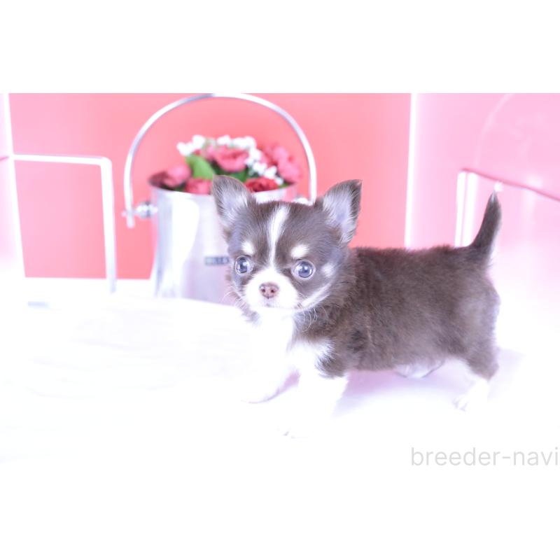 成約済の愛知県のチワワ(ロングコート)-416350の6枚目