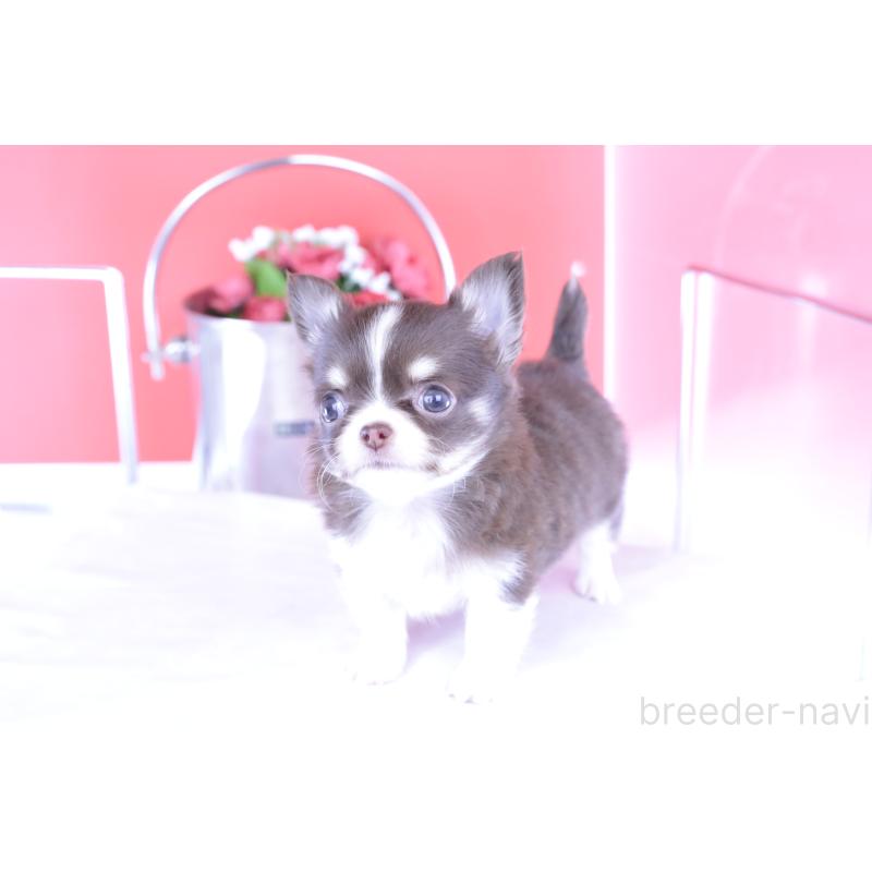 成約済の愛知県のチワワ(ロングコート)-416350の5枚目