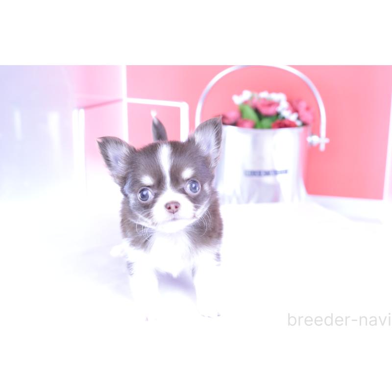 成約済の愛知県のチワワ(ロングコート)-416350の4枚目