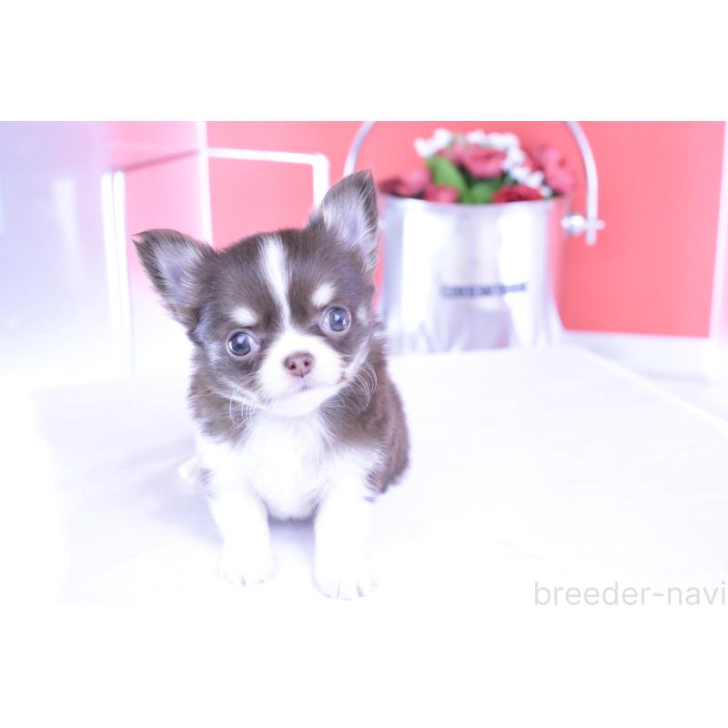 成約済の愛知県のチワワ(ロングコート)-416350の3枚目