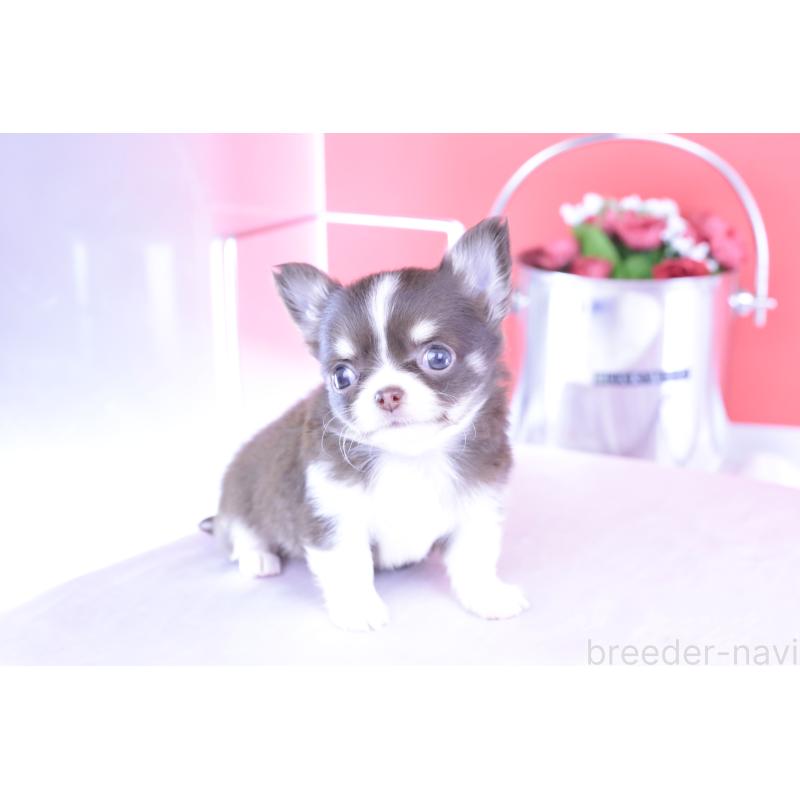 成約済の愛知県のチワワ(ロングコート)-416350の2枚目