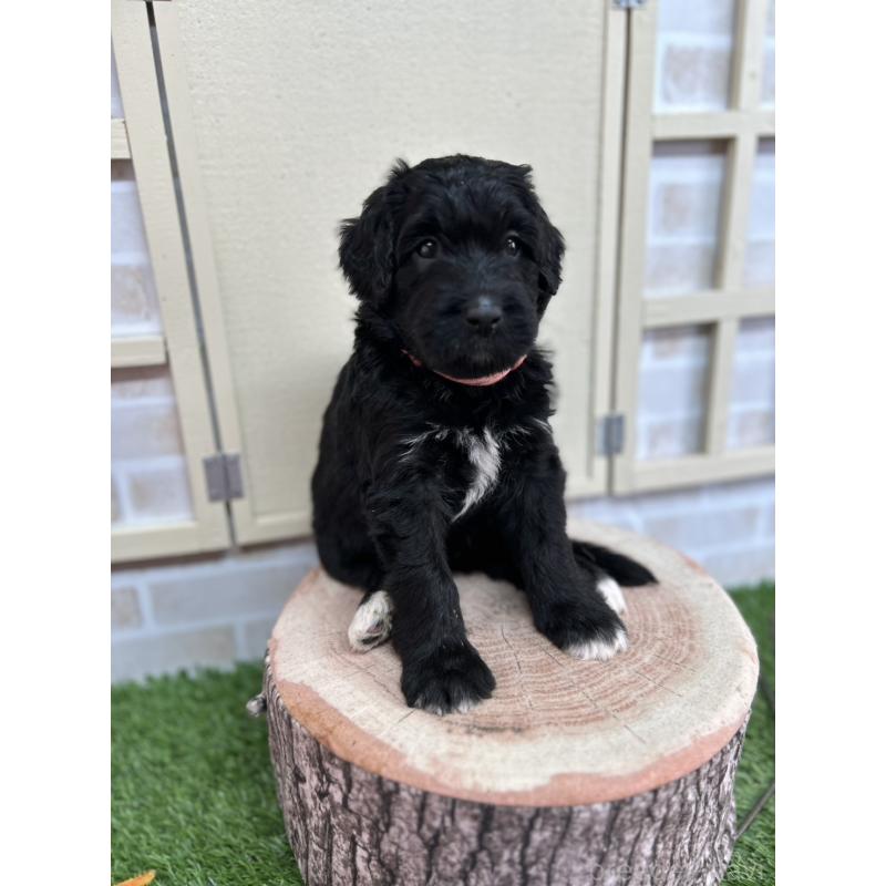 販売中の北海道のバーニードゥードル:バーニーズ×スタンダードプードル-415007の7枚目