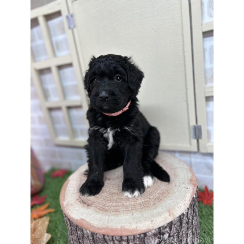 販売中の北海道のバーニードゥードル:バーニーズ×スタンダードプードル-415007の6枚目