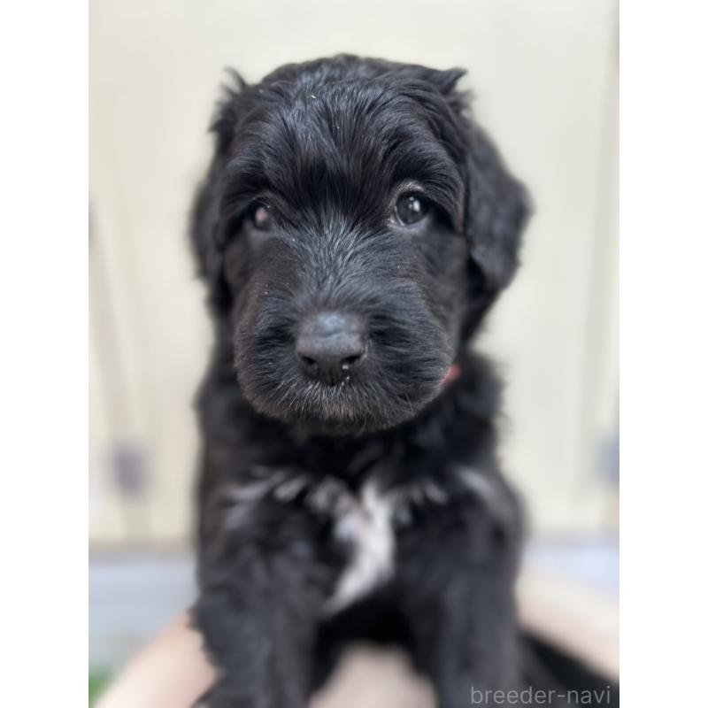 販売中の北海道のバーニードゥードル:バーニーズ×スタンダードプードル-415007の5枚目
