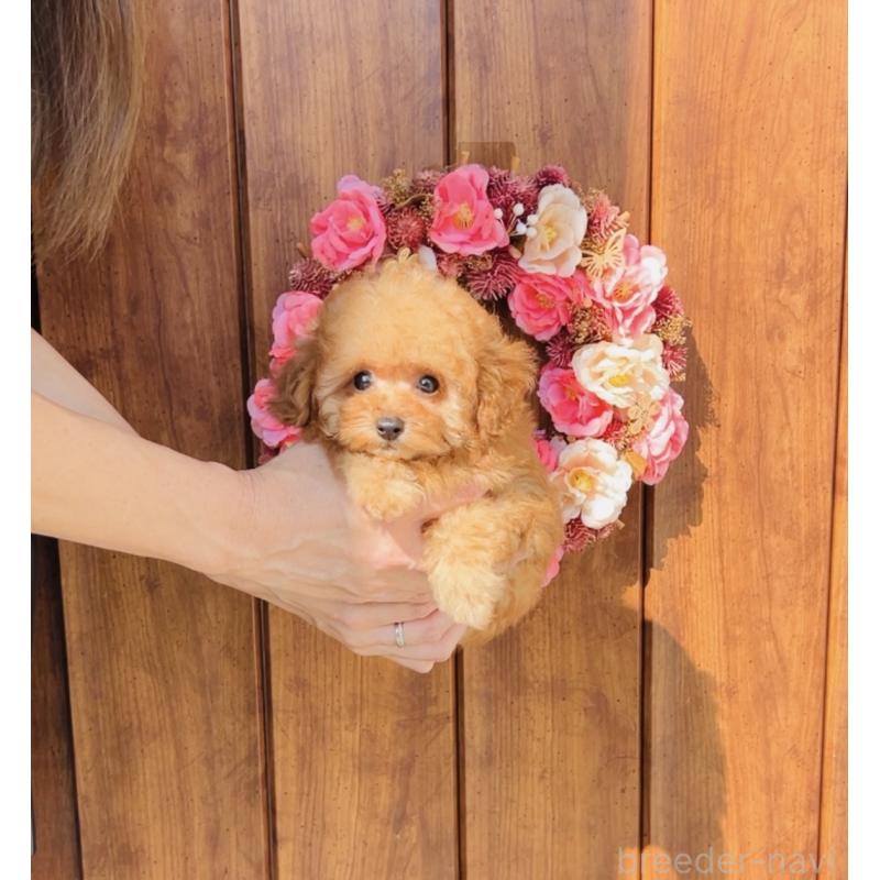 成約済の福岡県のティーカッププードル-415645の11枚目