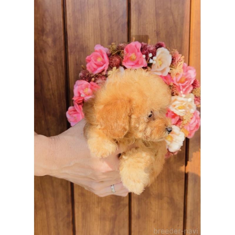 成約済の福岡県のティーカッププードル-415645の10枚目