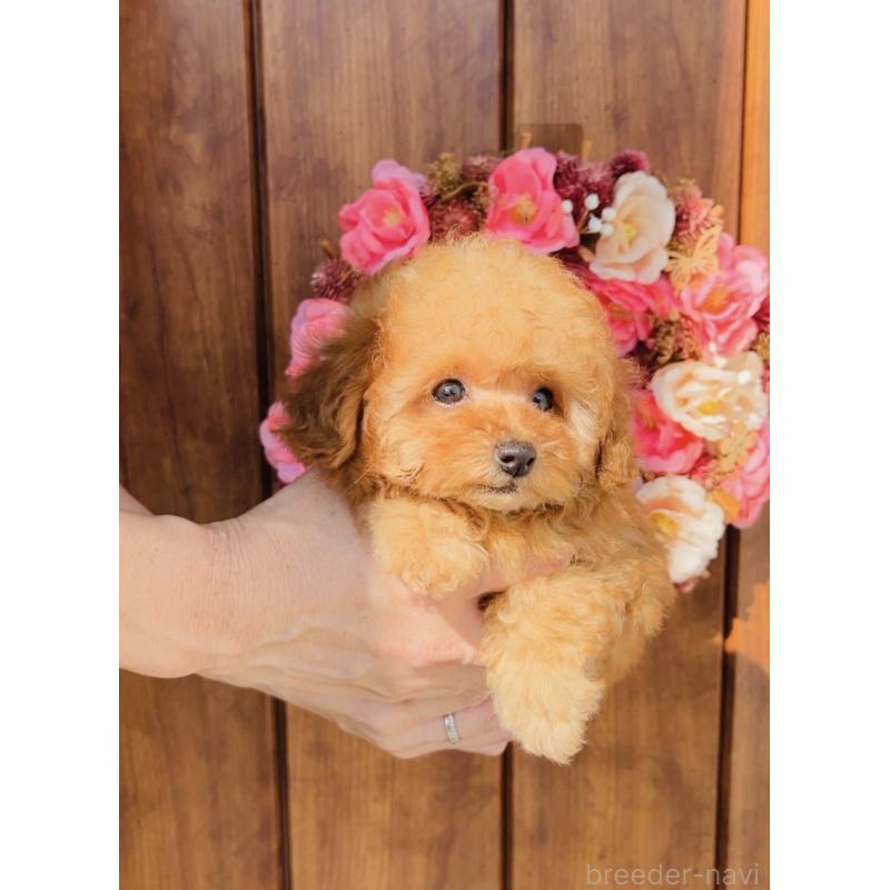 成約済の福岡県のティーカッププードル-415645の9枚目