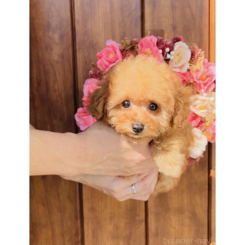 成約済の福岡県のティーカッププードル-415645の8枚目