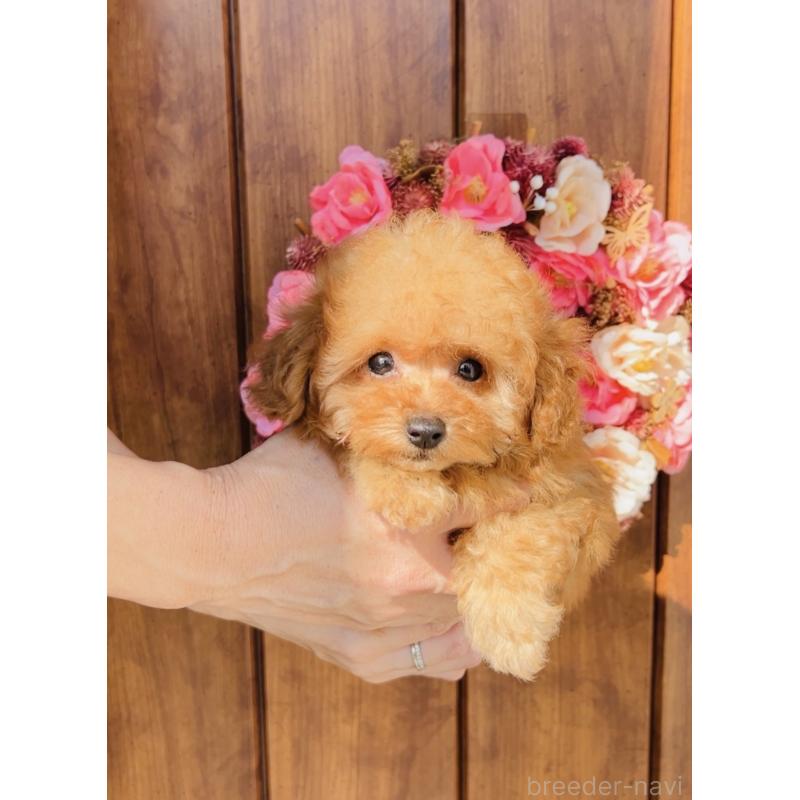 成約済の福岡県のティーカッププードル-415645の7枚目