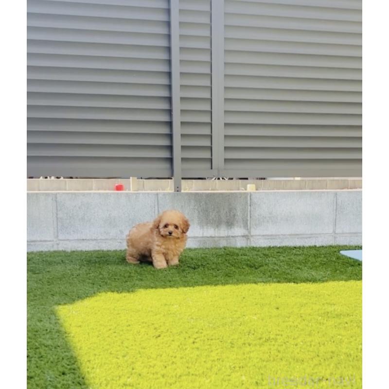 成約済の福岡県のティーカッププードル-415645の6枚目