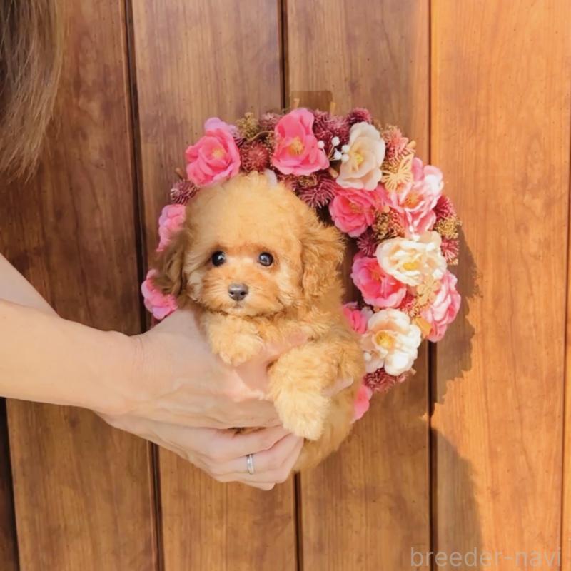 成約済の福岡県のティーカッププードル-415645の5枚目