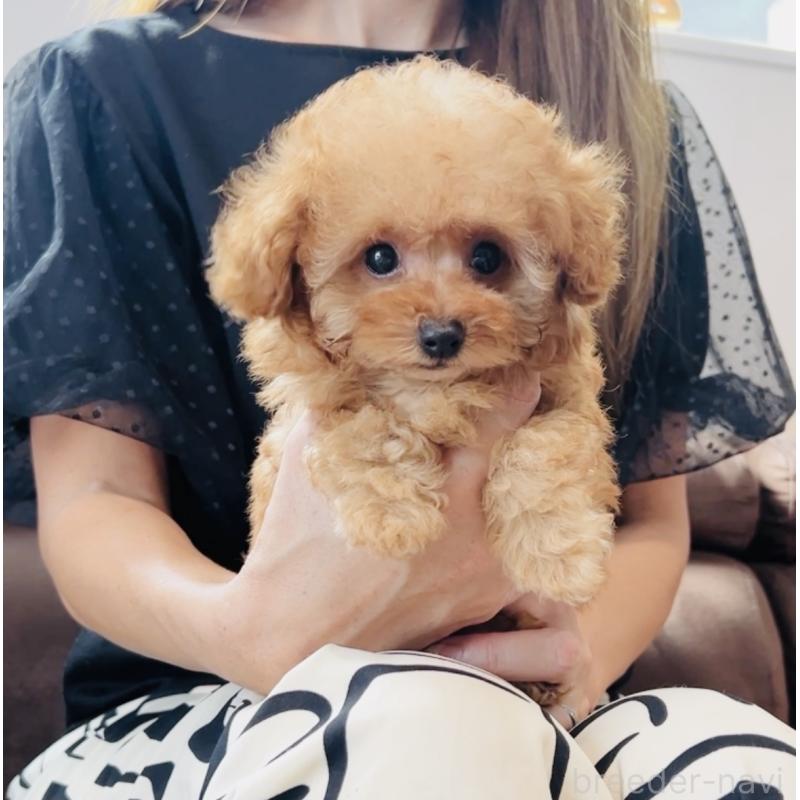 成約済の福岡県のティーカッププードル-415645の3枚目