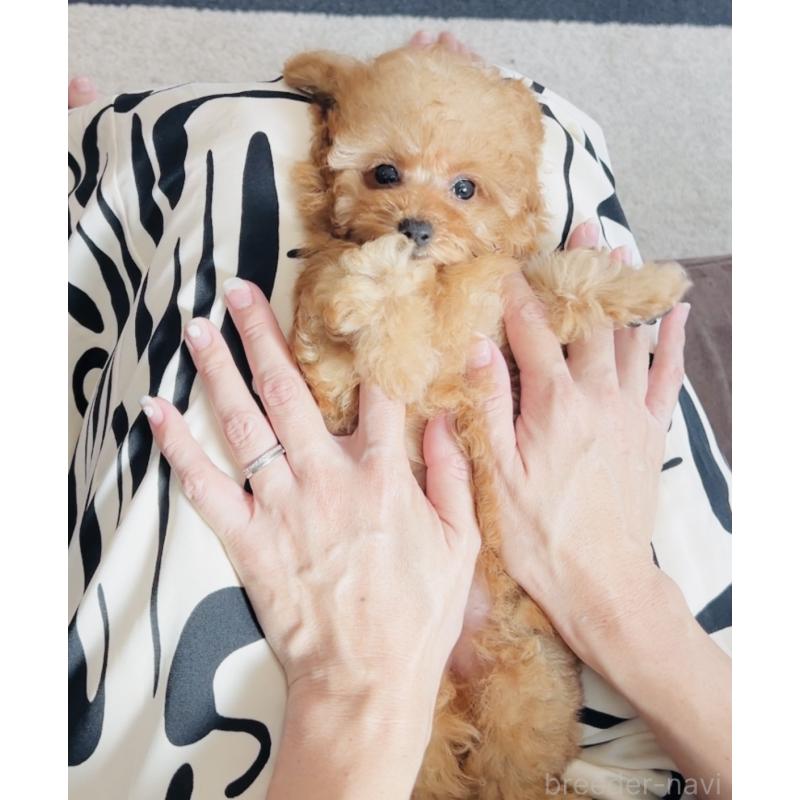 成約済の福岡県のティーカッププードル-415645の2枚目