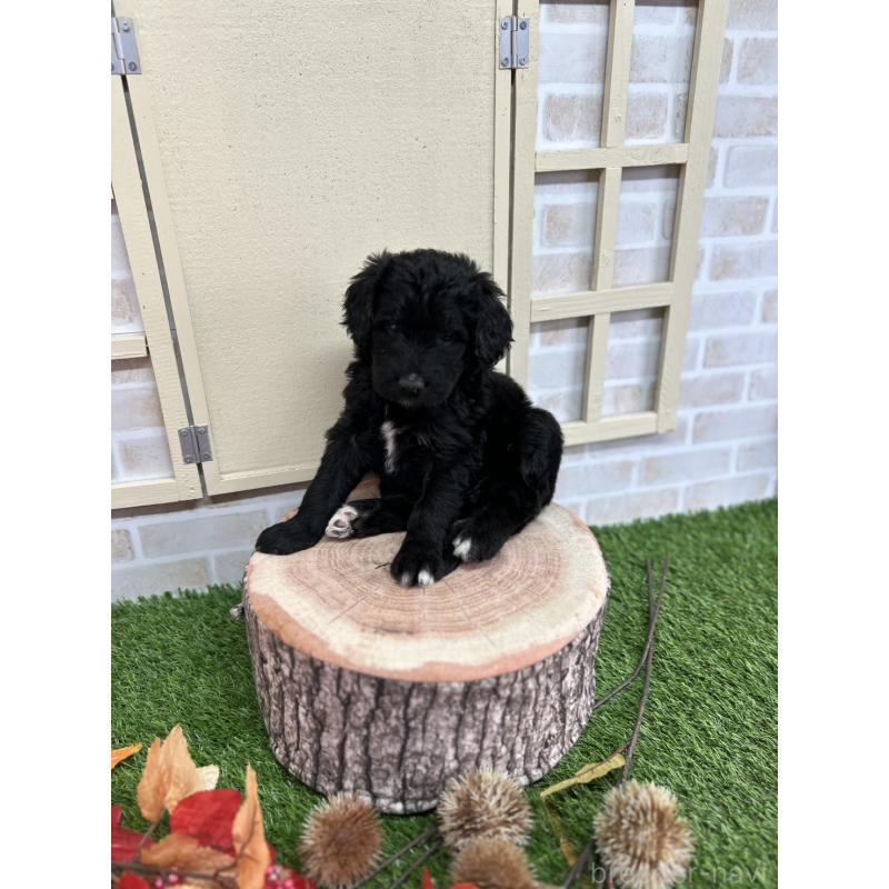 成約済の北海道のバーニードゥードル:バーニーズ×スタンダードプードル-415008の8枚目