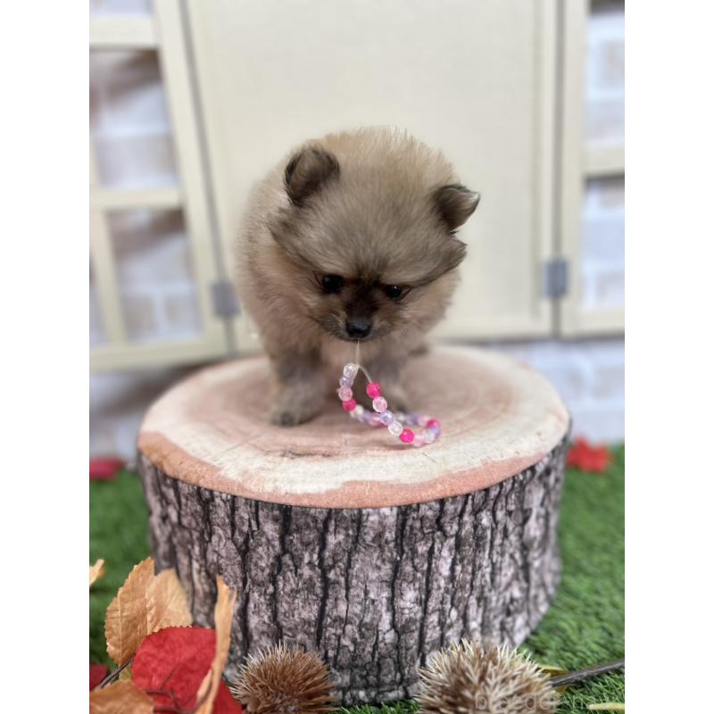 販売中の北海道のポメラニアン-414273の9枚目