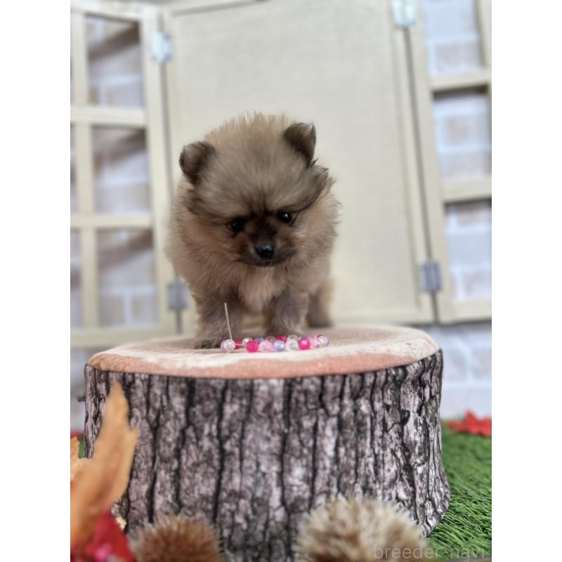 販売中の北海道のポメラニアン-414273の8枚目