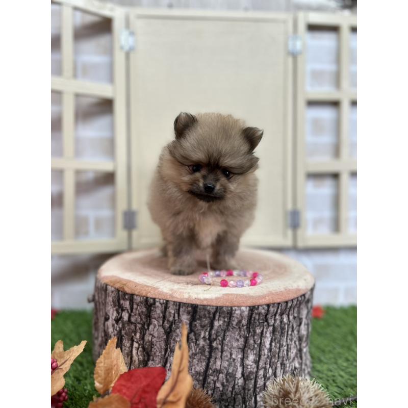 販売中の北海道のポメラニアン-414273の6枚目