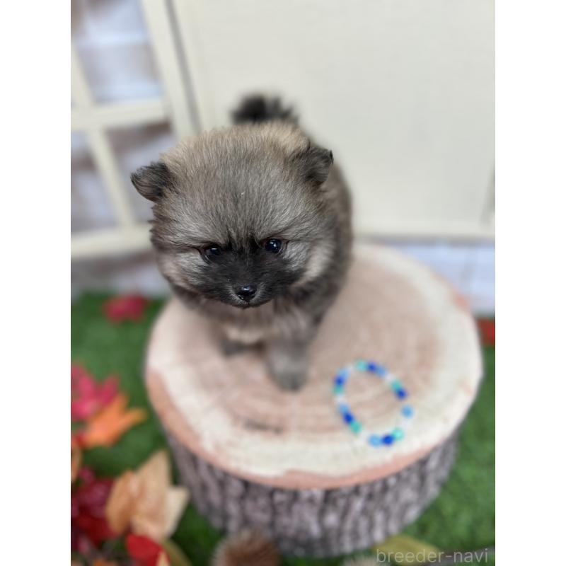 成約済ののポメラニアン-414278