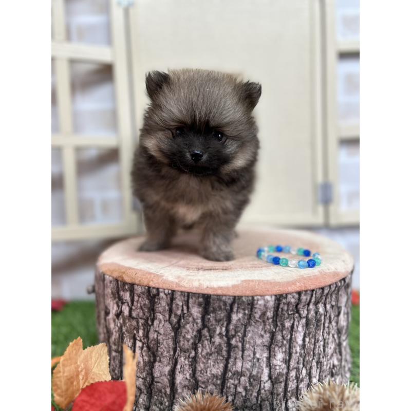 成約済の北海道のポメラニアン-414278の5枚目