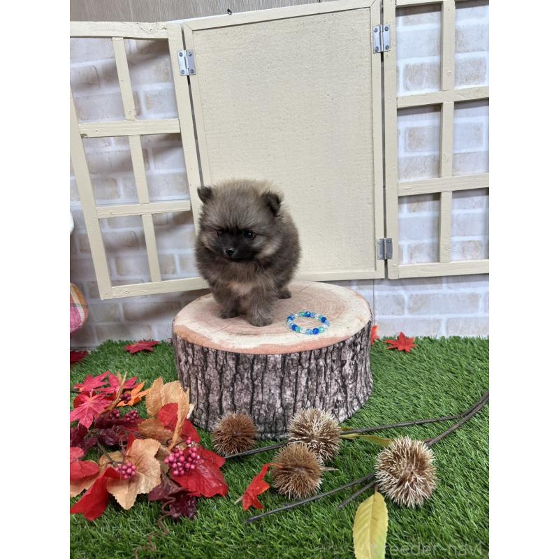 成約済の北海道のポメラニアン-414278の3枚目