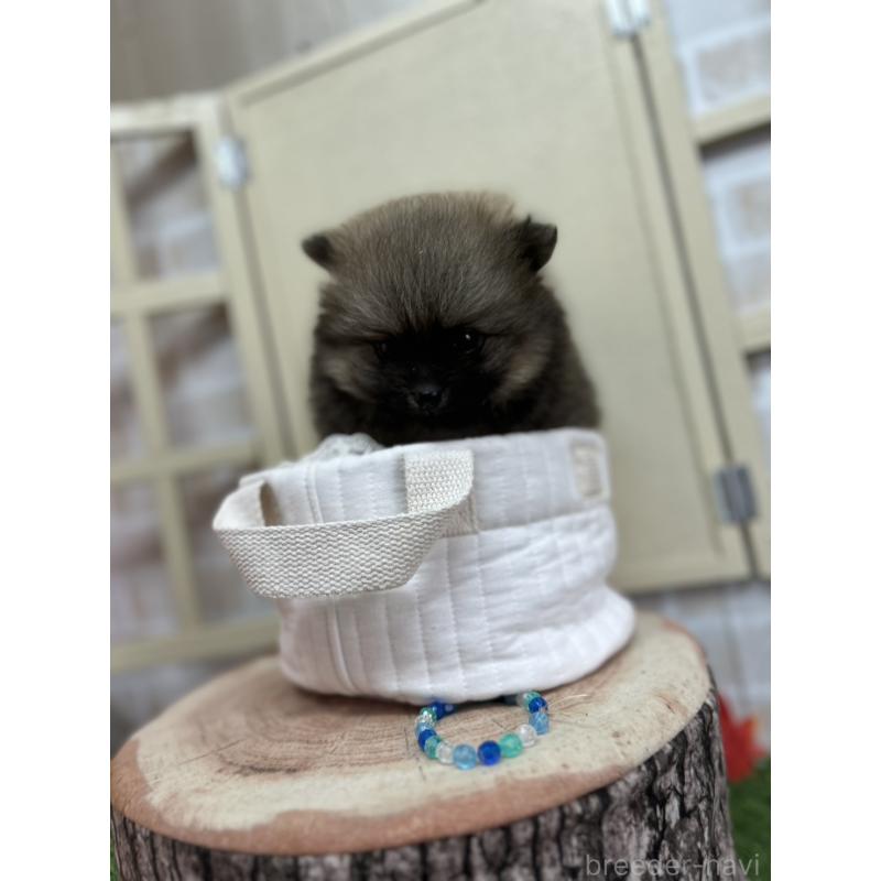 成約済の北海道のポメラニアン-414278の2枚目