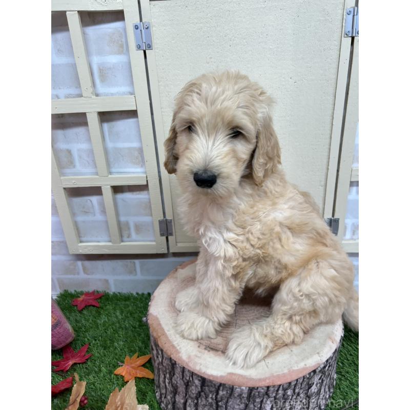 販売中の北海道のゴールデンドゥードル:ゴールデンレトリーバー×プードル-413981の9枚目