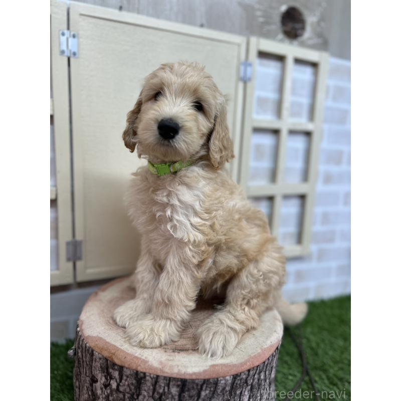 販売中の北海道のゴールデンドゥードル:ゴールデンレトリーバー×プードル-413981の7枚目