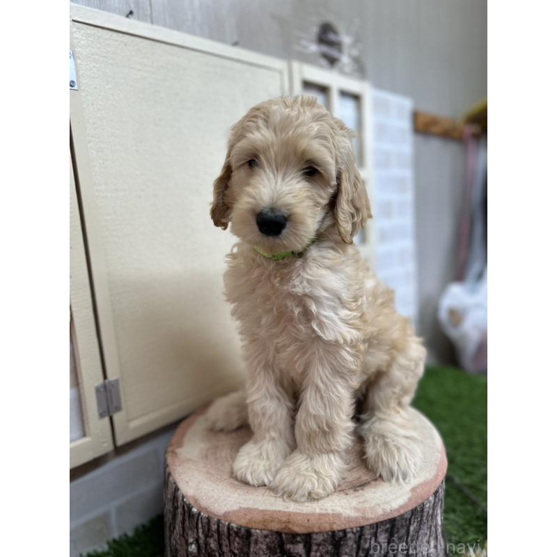 販売中の北海道のゴールデンドゥードル:ゴールデンレトリーバー×プードル-413981の5枚目