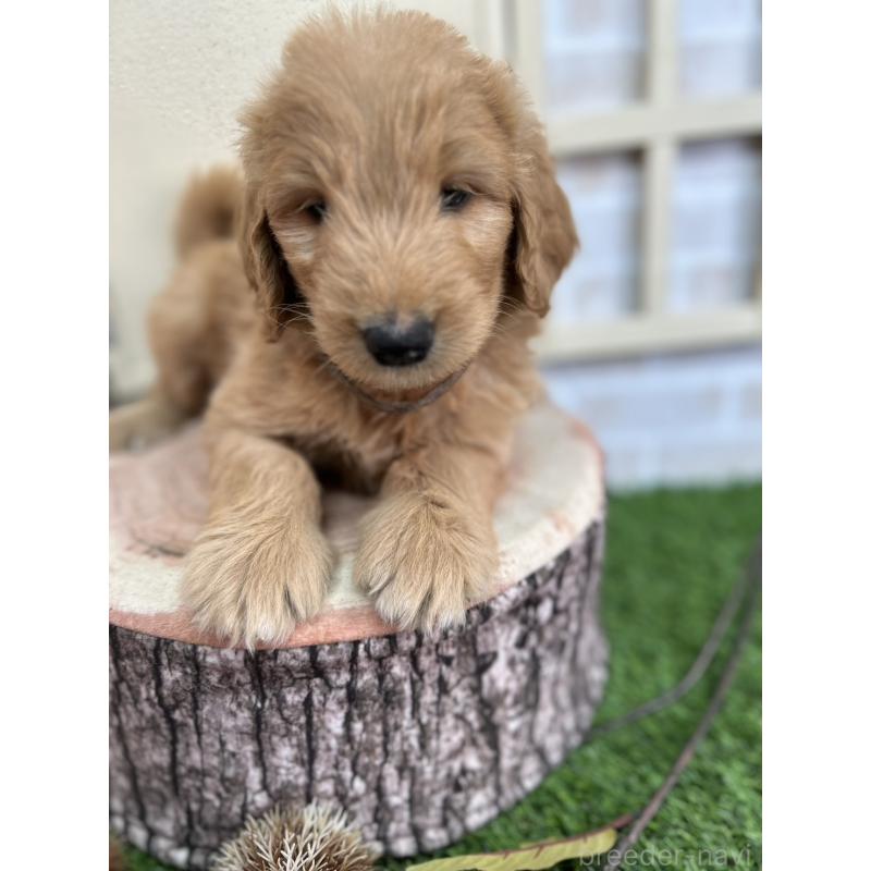 販売中の北海道のゴールデンドゥードル:ゴールデンレトリーバー×プードル-413985の10枚目
