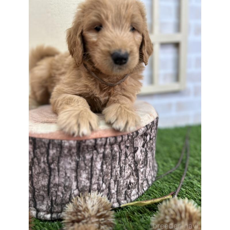 販売中の北海道のゴールデンドゥードル:ゴールデンレトリーバー×プードル-413985の9枚目