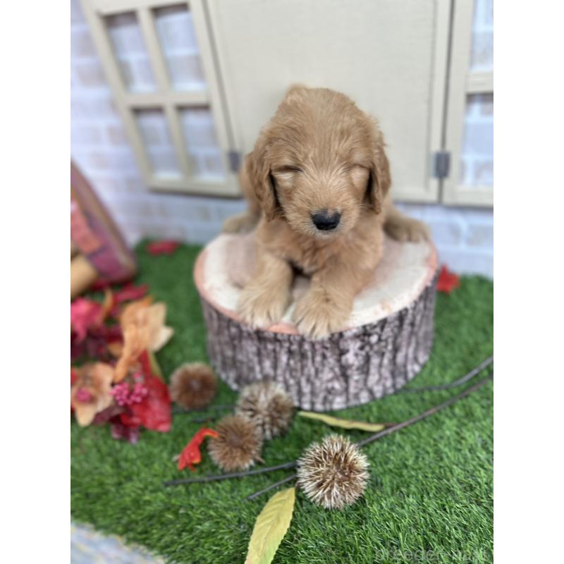 販売中の北海道のゴールデンドゥードル:ゴールデンレトリーバー×プードル-413985の8枚目