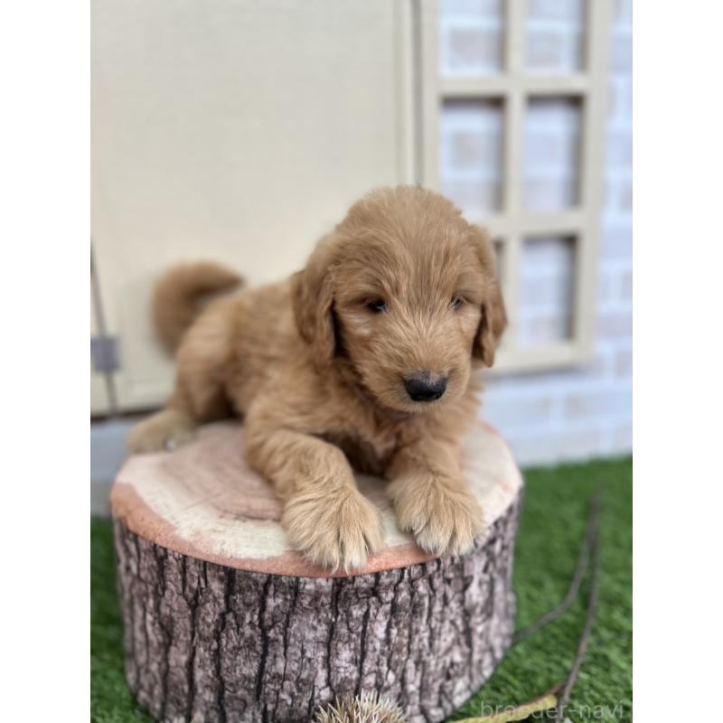 販売中の北海道のゴールデンドゥードル:ゴールデンレトリーバー×プードル-413985の7枚目