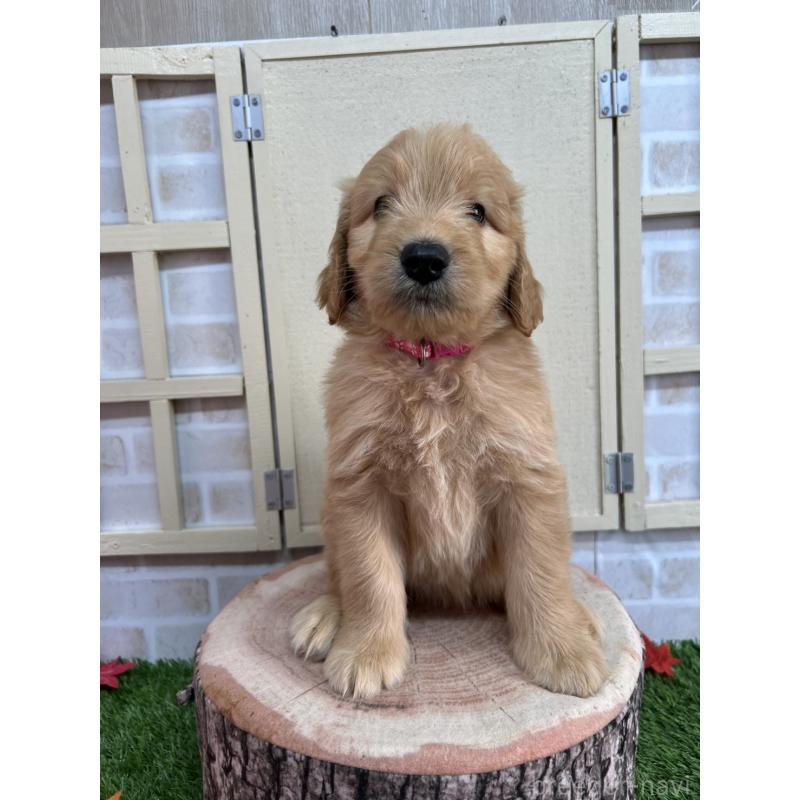 成約済の北海道のゴールデンドゥードル:ゴールデンレトリーバー×プードル-414988の5枚目