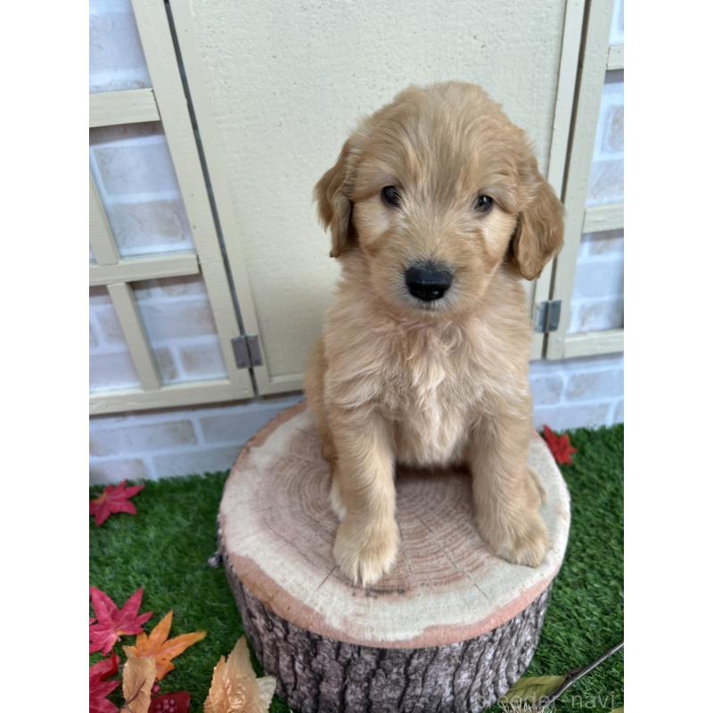 成約済の北海道のゴールデンドゥードル:ゴールデンレトリーバー×プードル-414988の4枚目