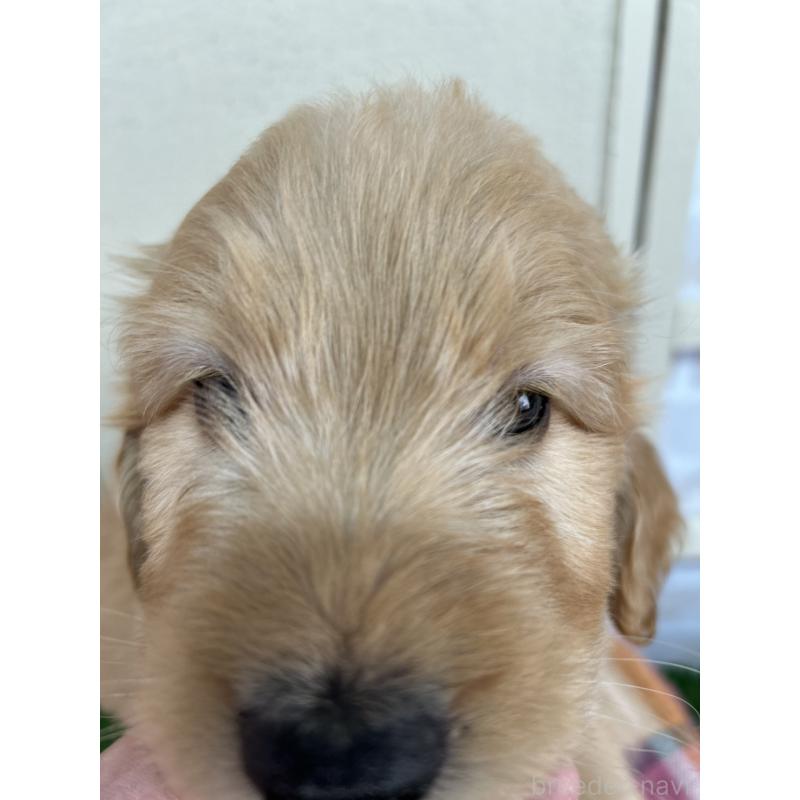 成約済の北海道のゴールデンドゥードル:ゴールデンレトリーバー×プードル-414988の3枚目