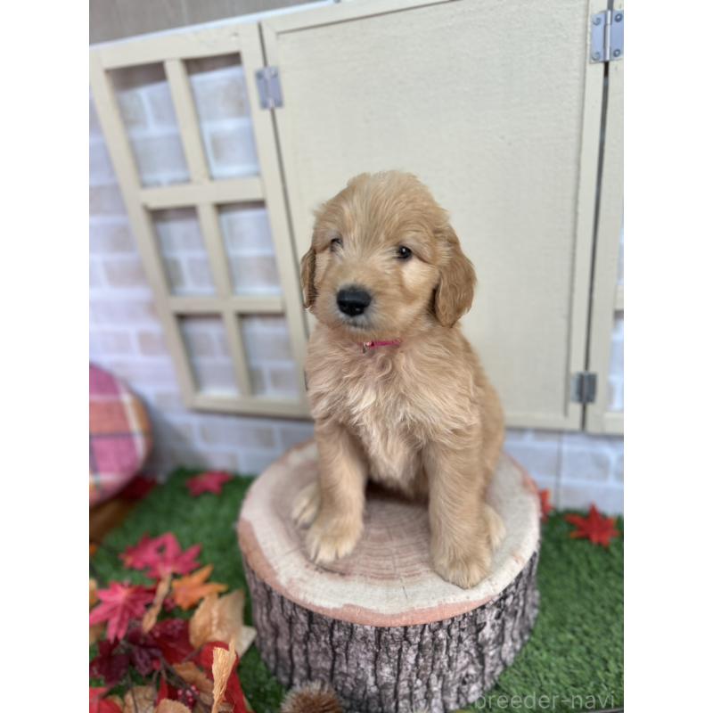 成約済の北海道のゴールデンドゥードル:ゴールデンレトリーバー×プードル-414988の2枚目